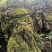 野生苔藓