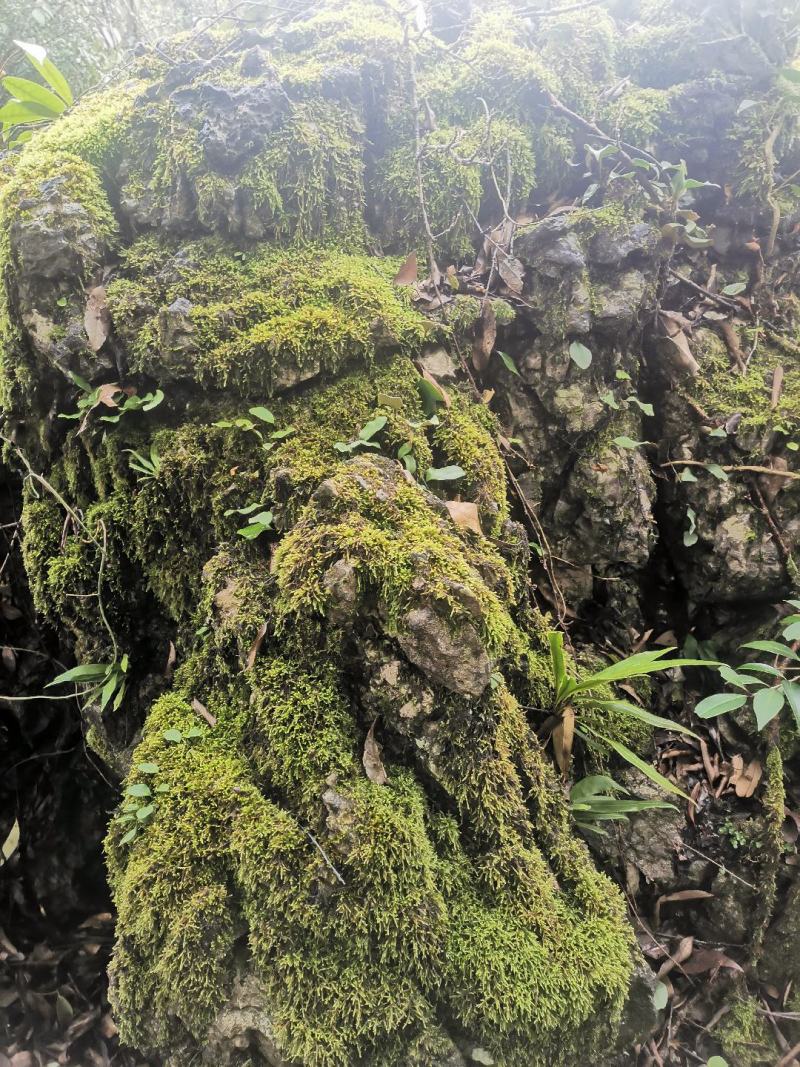 野生苔藓