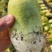 带泥萝卜通货，青萝卜白萝卜都有