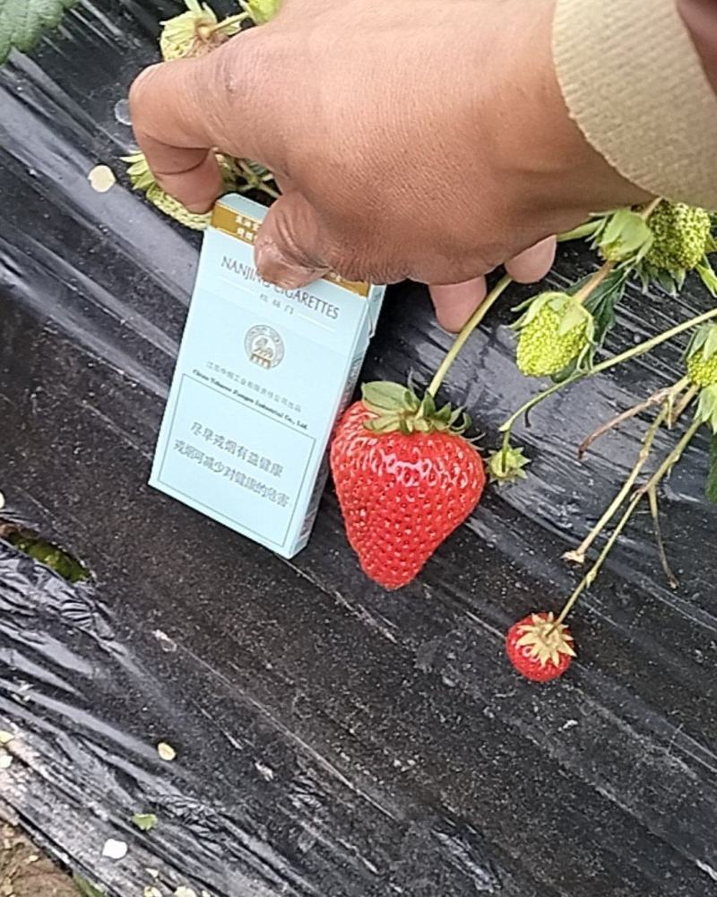 仁寿县大化镇草莓熟了