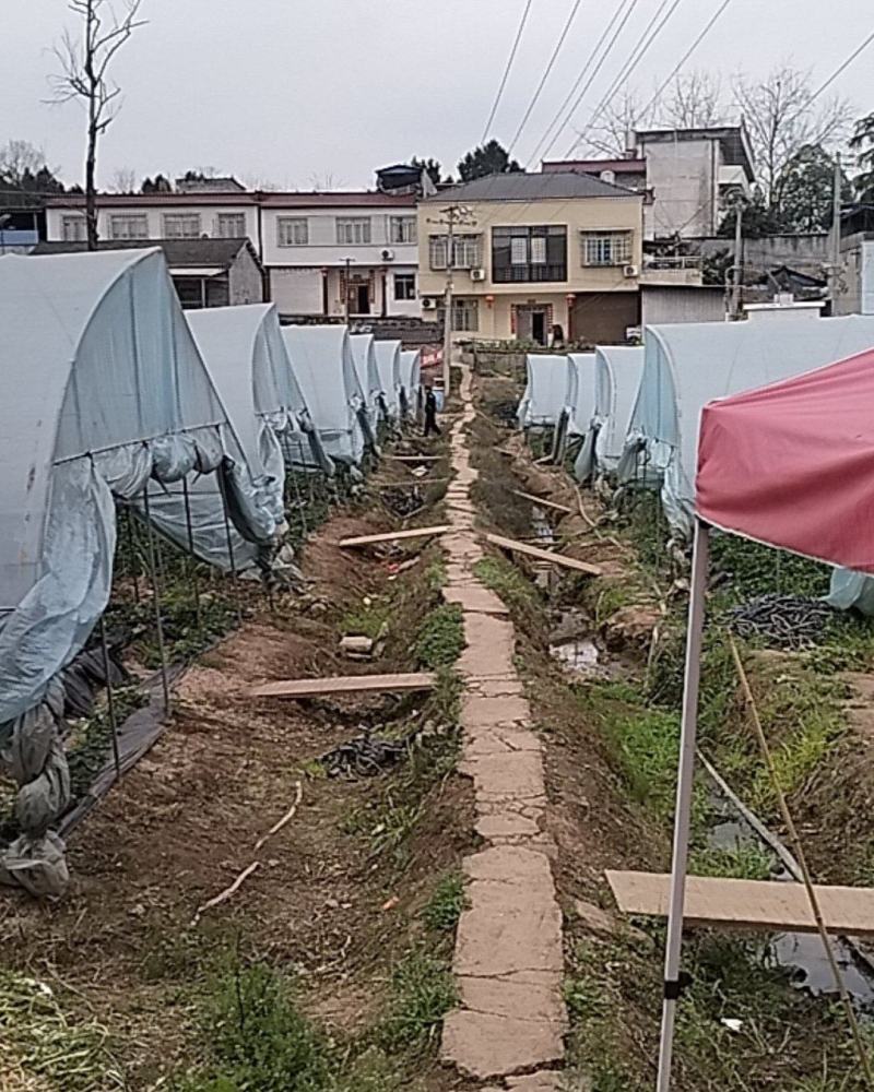 仁寿县大化镇草莓熟了