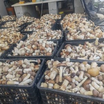 赤松茸