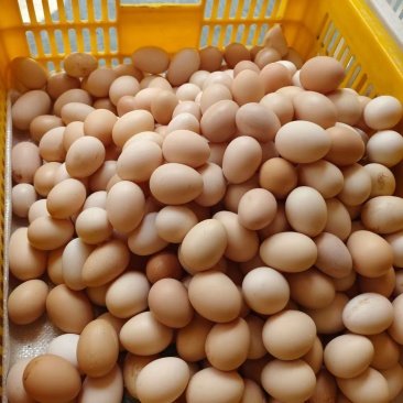 灵山香鸡鸡蛋
