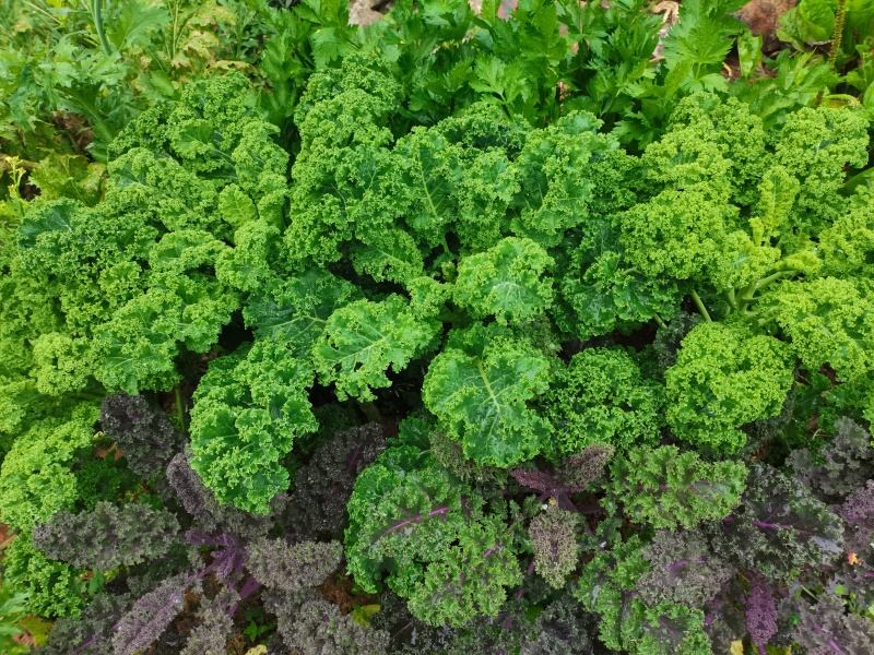 广东羽翼甘蓝