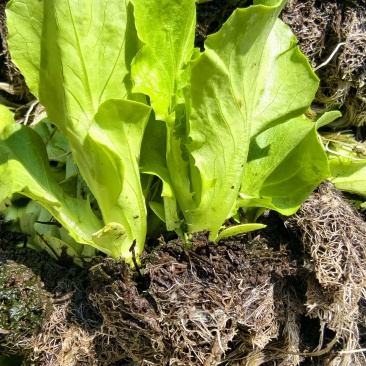 生菜苗抗热耐寒一年四季都适合种植