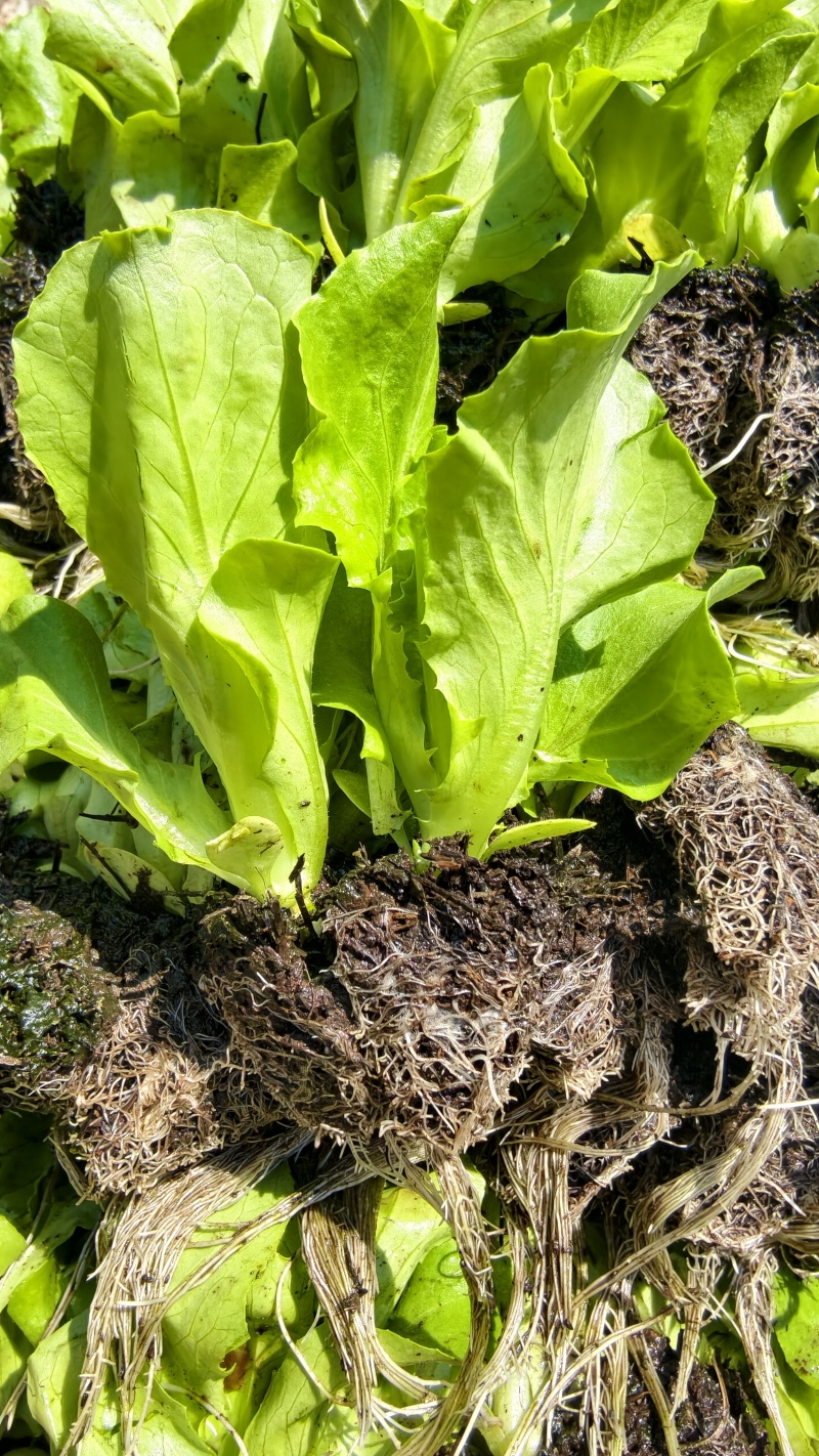 生菜苗抗热耐寒一年四季都适合种植
