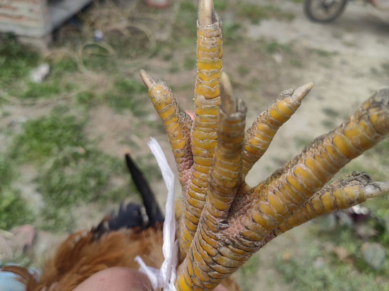 一年以上的纯粮食土鸡