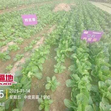 趴地菠菜