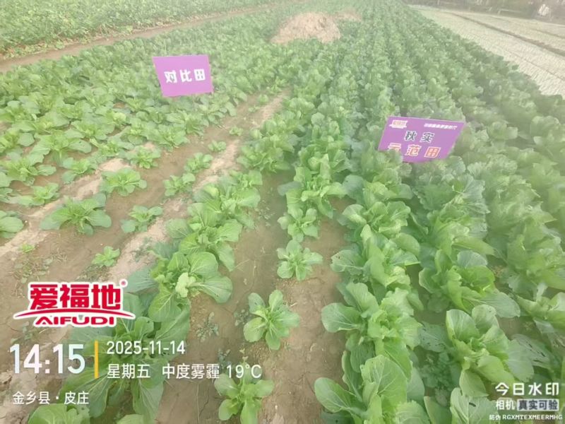 趴地菠菜