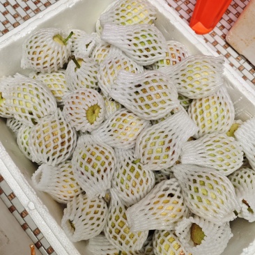 陆丰华侨农场红宝石芭乐