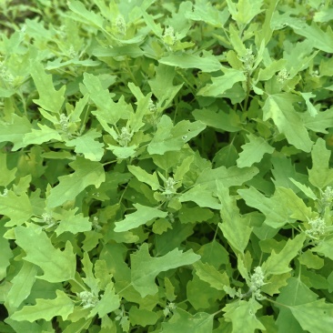 野生灰灰菜