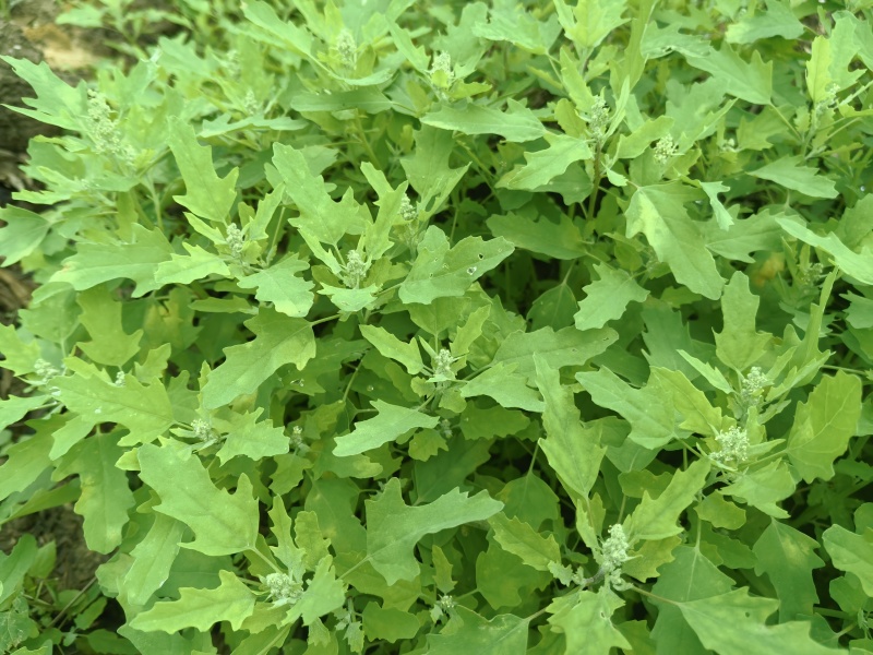 野生灰灰菜