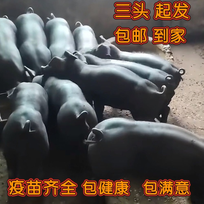 正宗国寿黑猪，品质好长得快，3头起包邮专车给你送到家