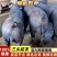 正宗国寿黑猪，品质好长得快，3头起包邮专车给你送到家