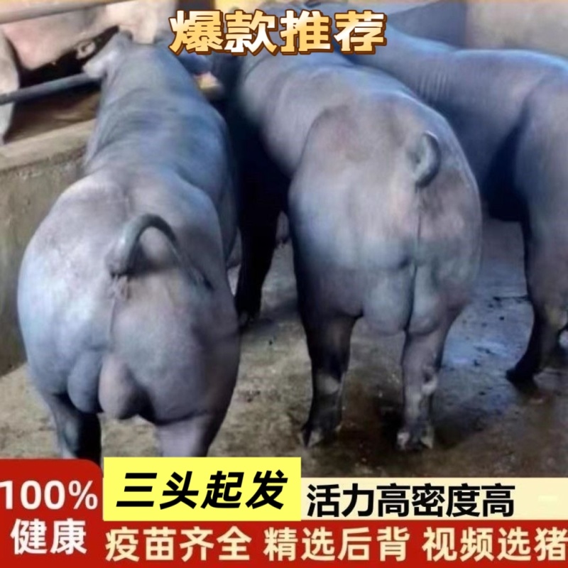 正宗国寿黑猪，品质好长得快，3头起包邮专车给你送到家