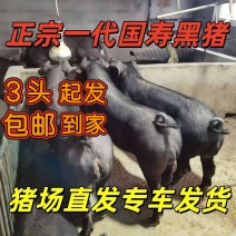 正宗国寿黑猪，品质好长得快，3头起包邮专车给你送到家