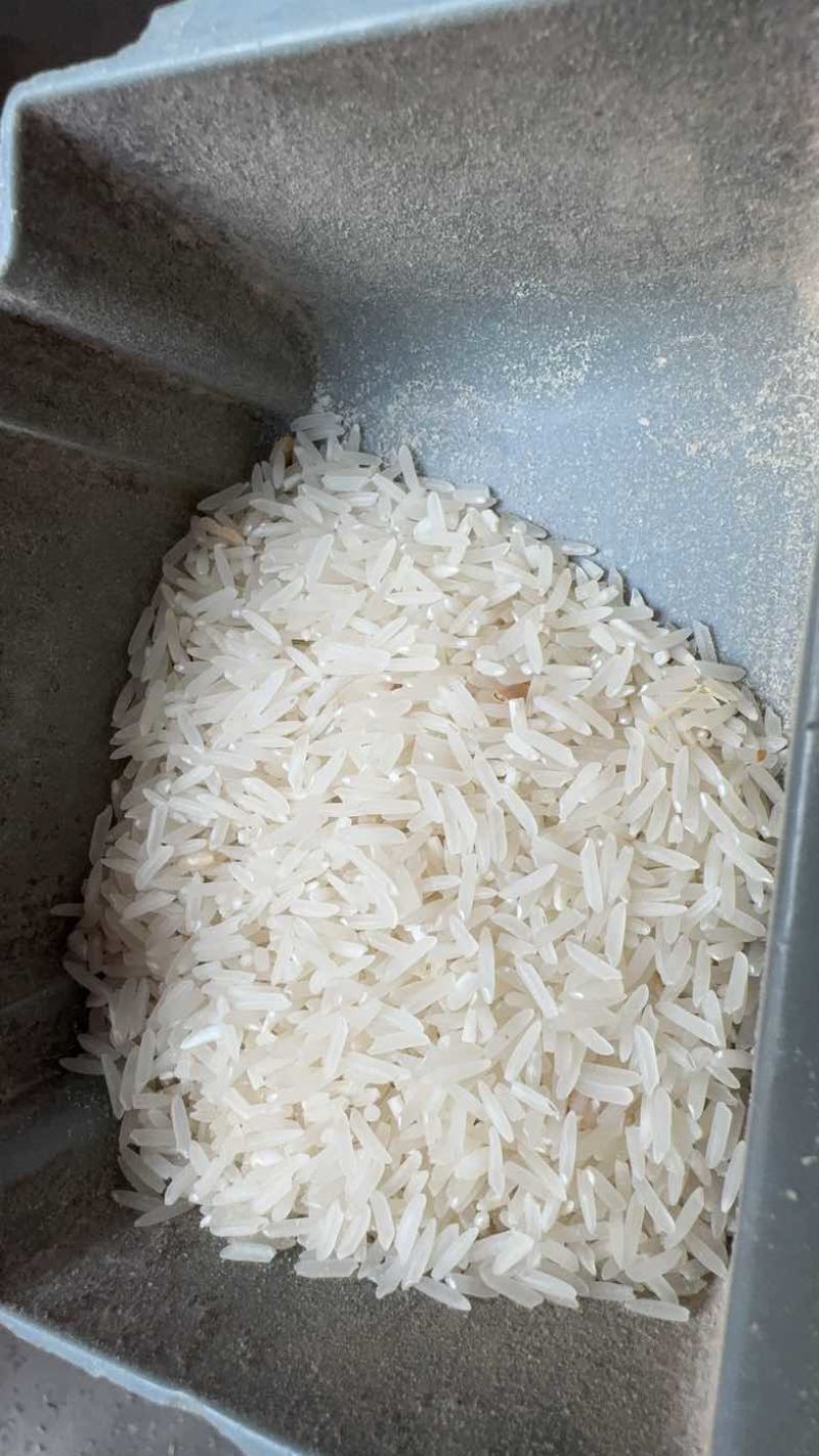 无抛光打磨农家米批发，大量南晶香粘批发，米色白，煮饭软滑