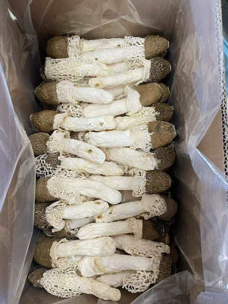 黑头竹笙无碎