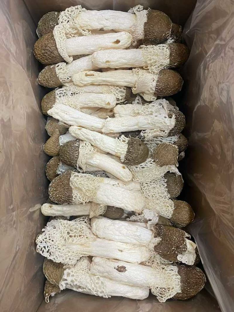 黑头竹笙无碎
