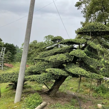 罗汉松