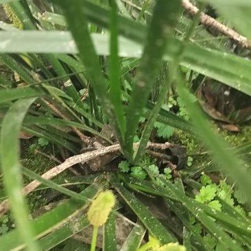 蜂蜜