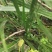 蜂蜜