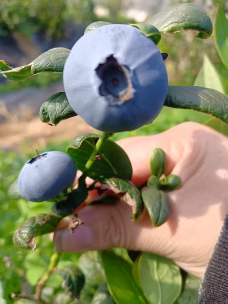 山东蓝莓