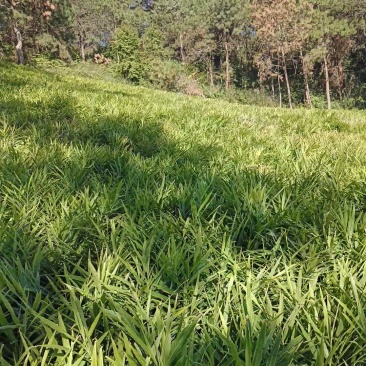 文山湖南2号姜做种市场
