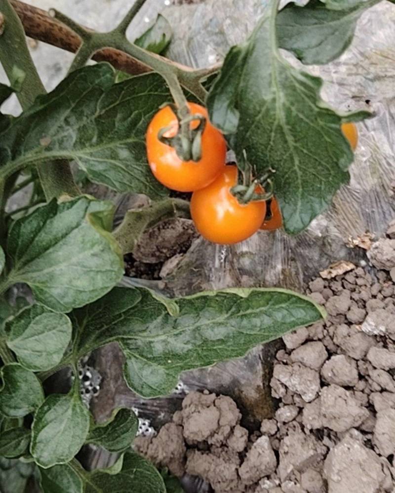 小番茄