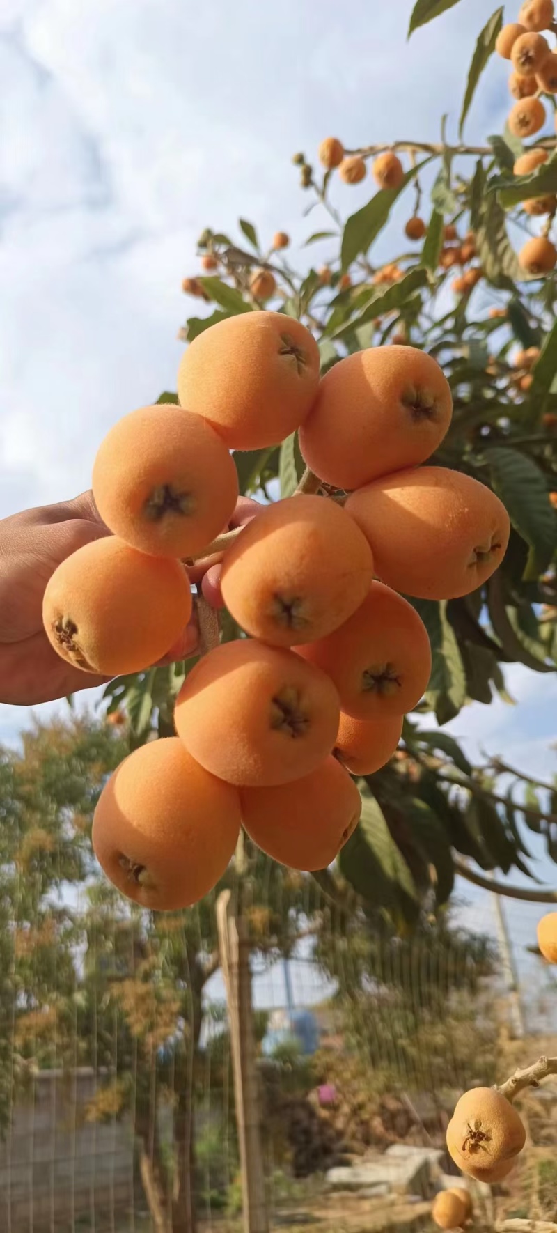 云南枇杷