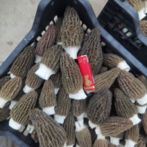 鲜鲜羊肚菌，每天一千斤左右