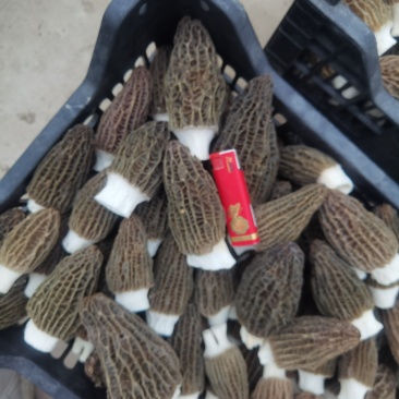 鲜鲜羊肚菌，每天一千斤左右