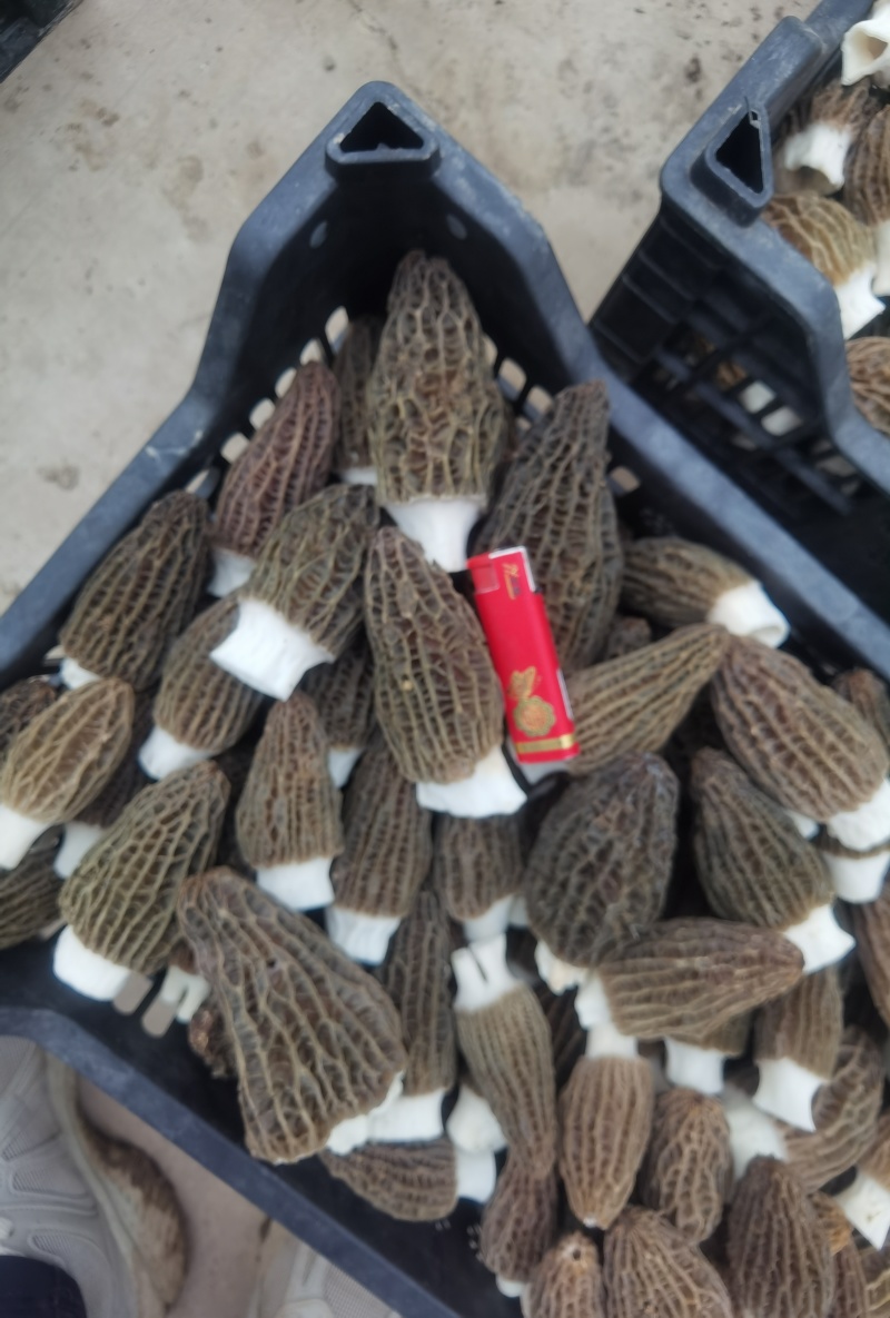 鲜鲜羊肚菌，每天一千斤左右