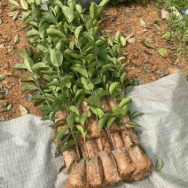 油茶苗60-70高