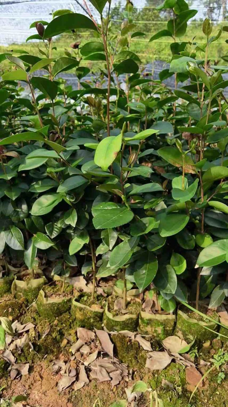 油茶苗60-70高