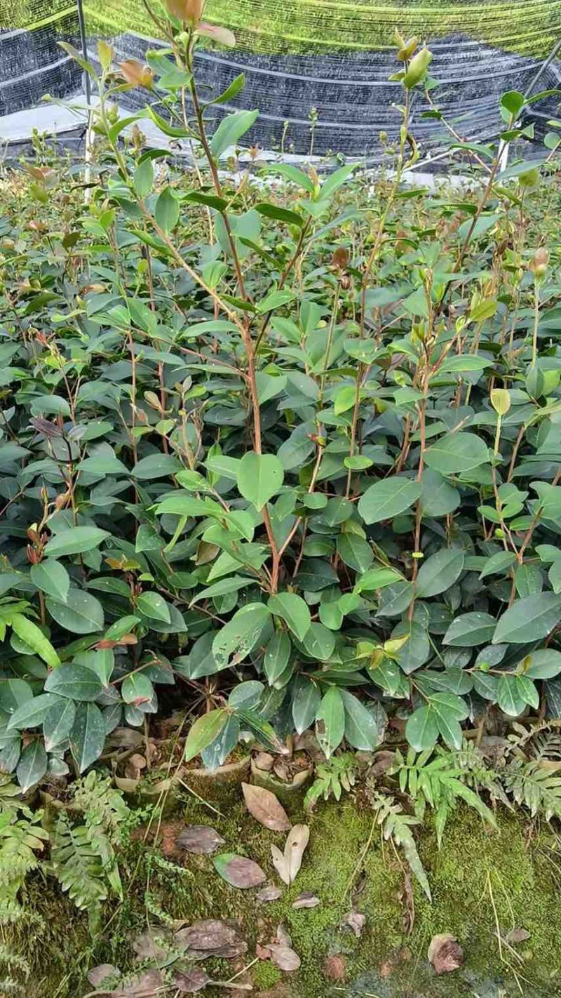 油茶苗60-70高