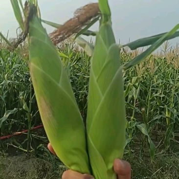 水果玉米