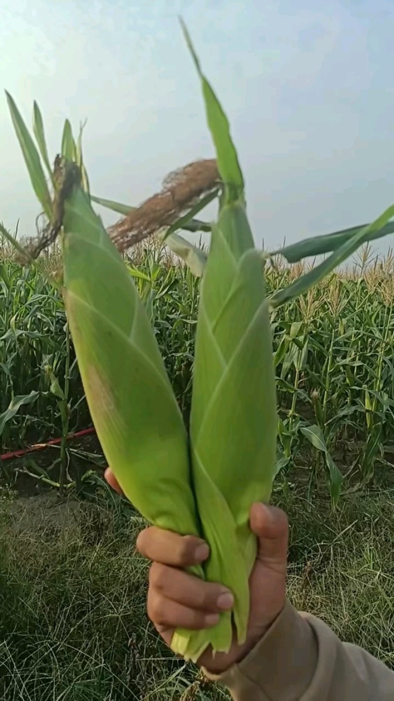 水果玉米