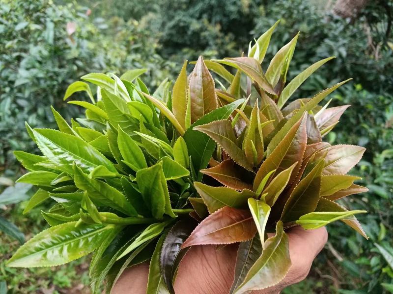 云南省的山区陆拉春茶叶及春蜂蜜🍯