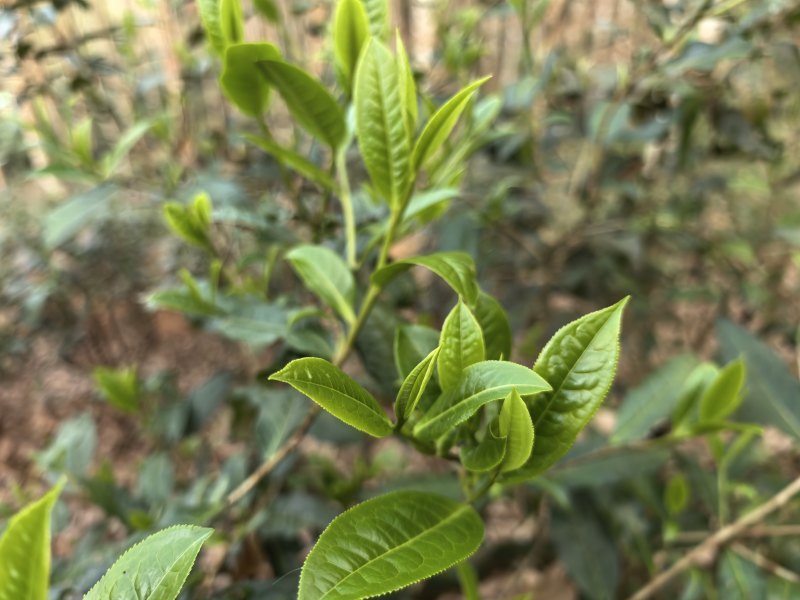 云南省的山区陆拉春茶叶及春蜂蜜🍯