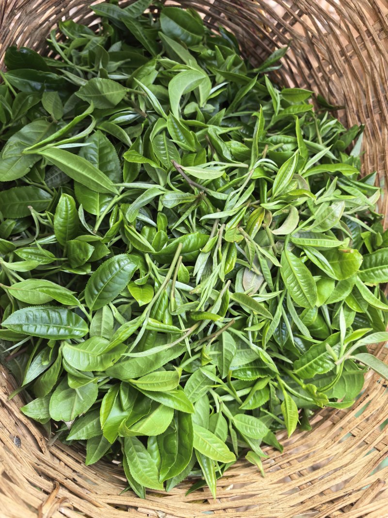 云南省的山区陆拉春茶叶及春蜂蜜🍯