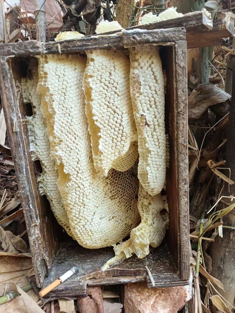 云南省的山区陆拉春茶叶及春蜂蜜🍯