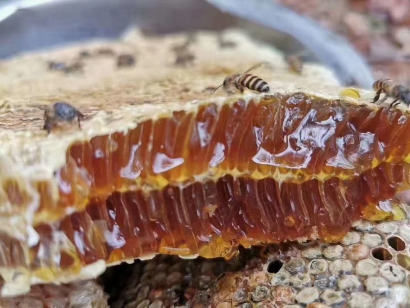 云南省的山区陆拉春茶叶及春蜂蜜🍯