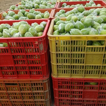 台湾牛奶枣