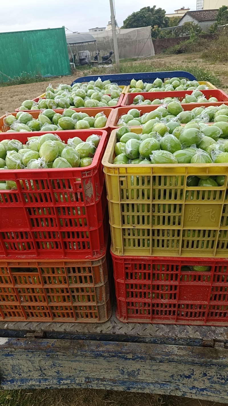 台湾牛奶枣