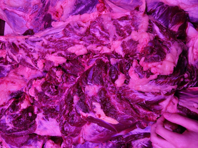 批发黄膘牛肉