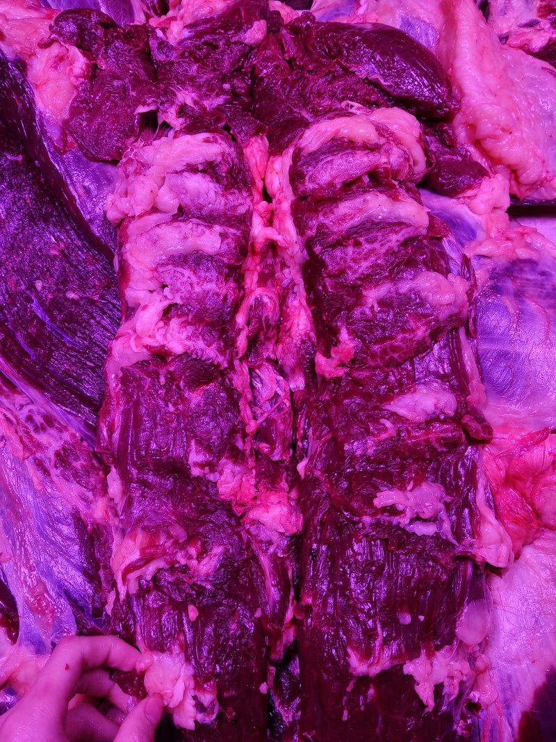 批发黄膘牛肉