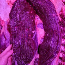 批发黄膘牛肉