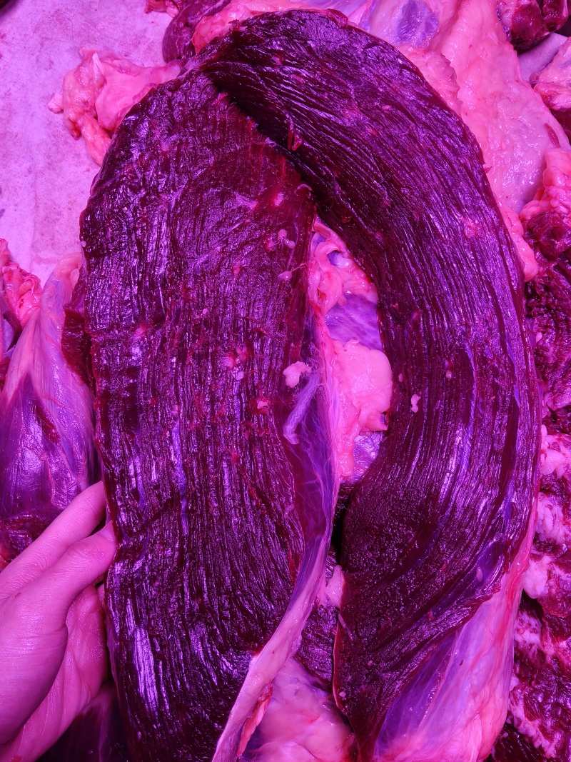 批发黄膘牛肉