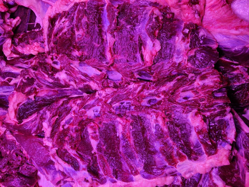 批发黄膘牛肉
